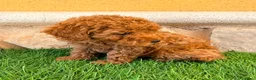 Caniche Toy perros en venta: Caniche toy roja - Anuncio 4