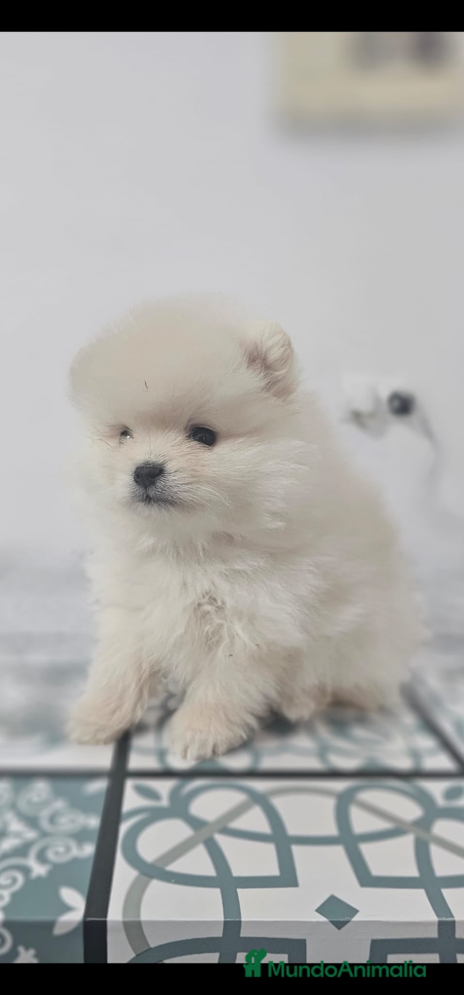 Pomerania perros EJEMPLAR DE POMERANIA  - Anuncio 1