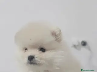 Pomerania perros EJEMPLAR DE POMERANIA - Anuncio 1