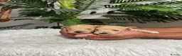 Maltipoo perros en venta: MALTIPOO MACHOS - Anuncio 8