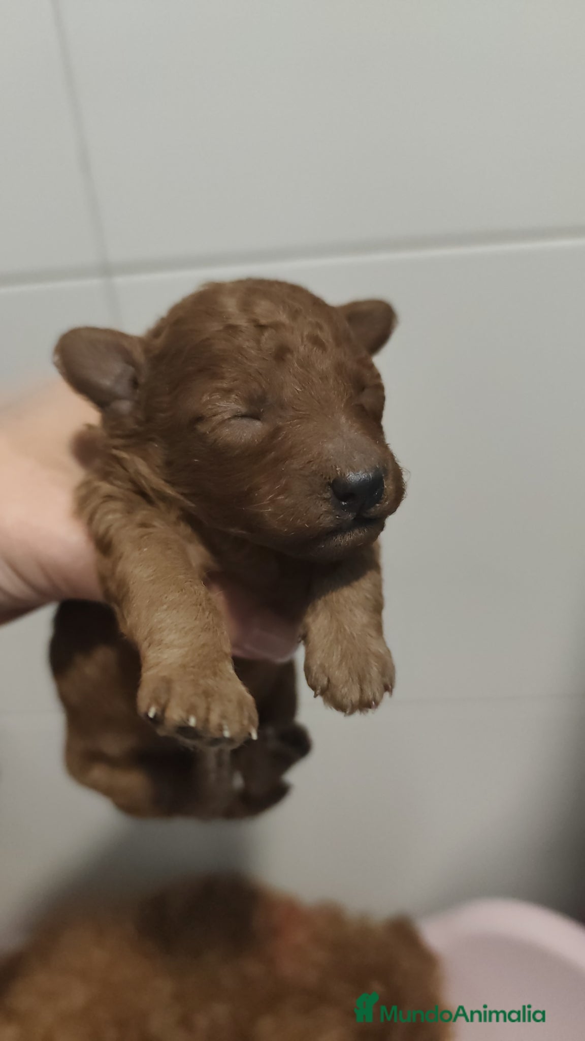 Caniche Toy perros ABRIMOS RESERVAS CANICHE ROJO - Anuncio 2