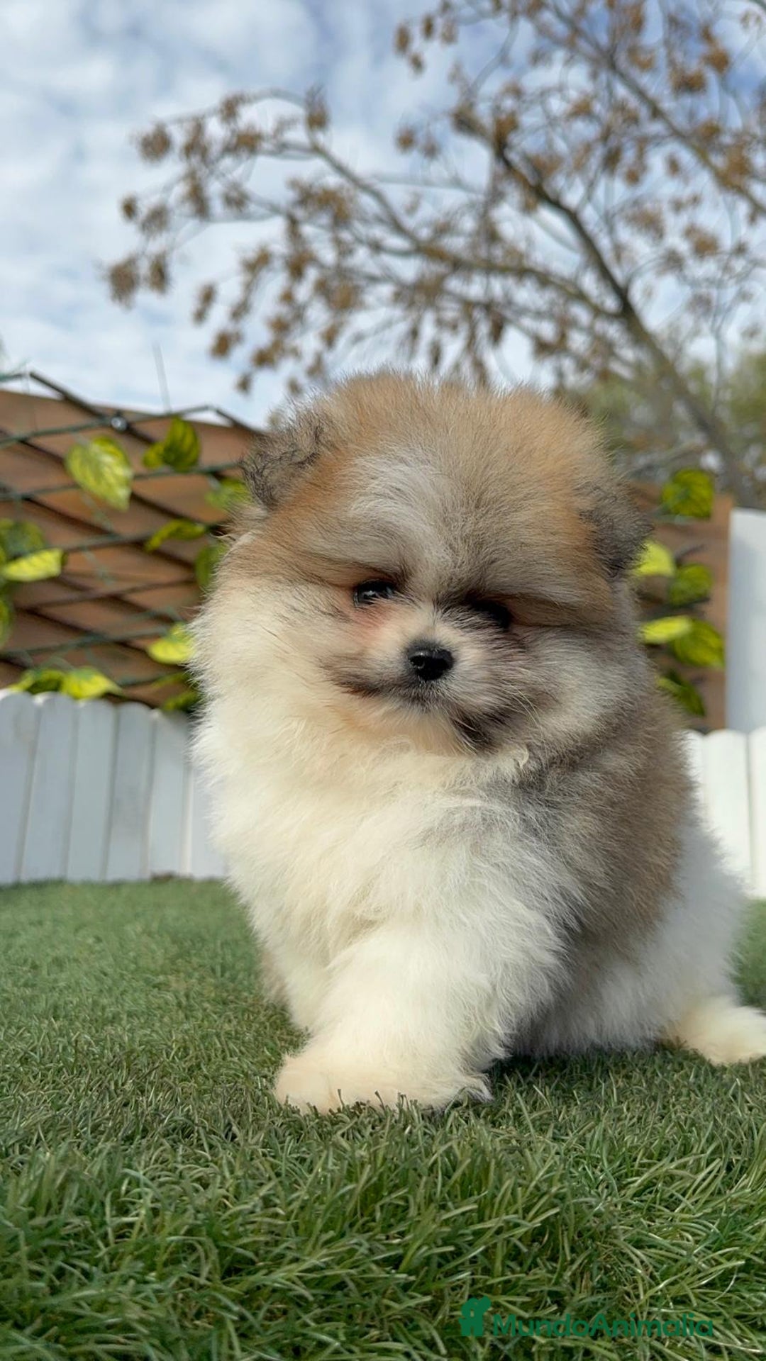Pomerania perros en venta: POMERANIA HEMBRA - Anuncio 16
