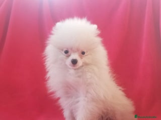 Pomerania perros en Badajoz - Anuncio 15