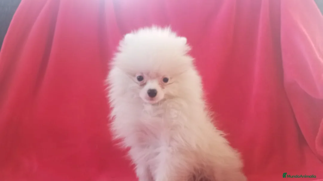Pomerania perros en venta: Pomerania de Lulú en Badajoz - Anuncio 1