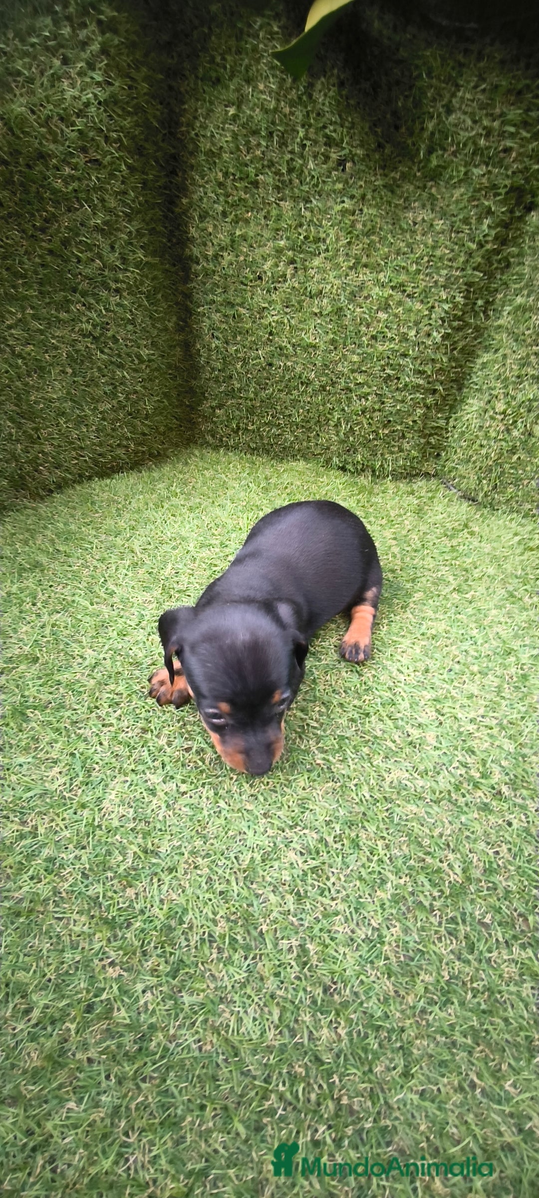 Teckel Miniatura perros en venta: camada teckel arlequín y todos los colores  - Anuncio 32