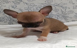 Chihuahua perros en venta: Chihuahua micro Toy hembra  - Imagen 3