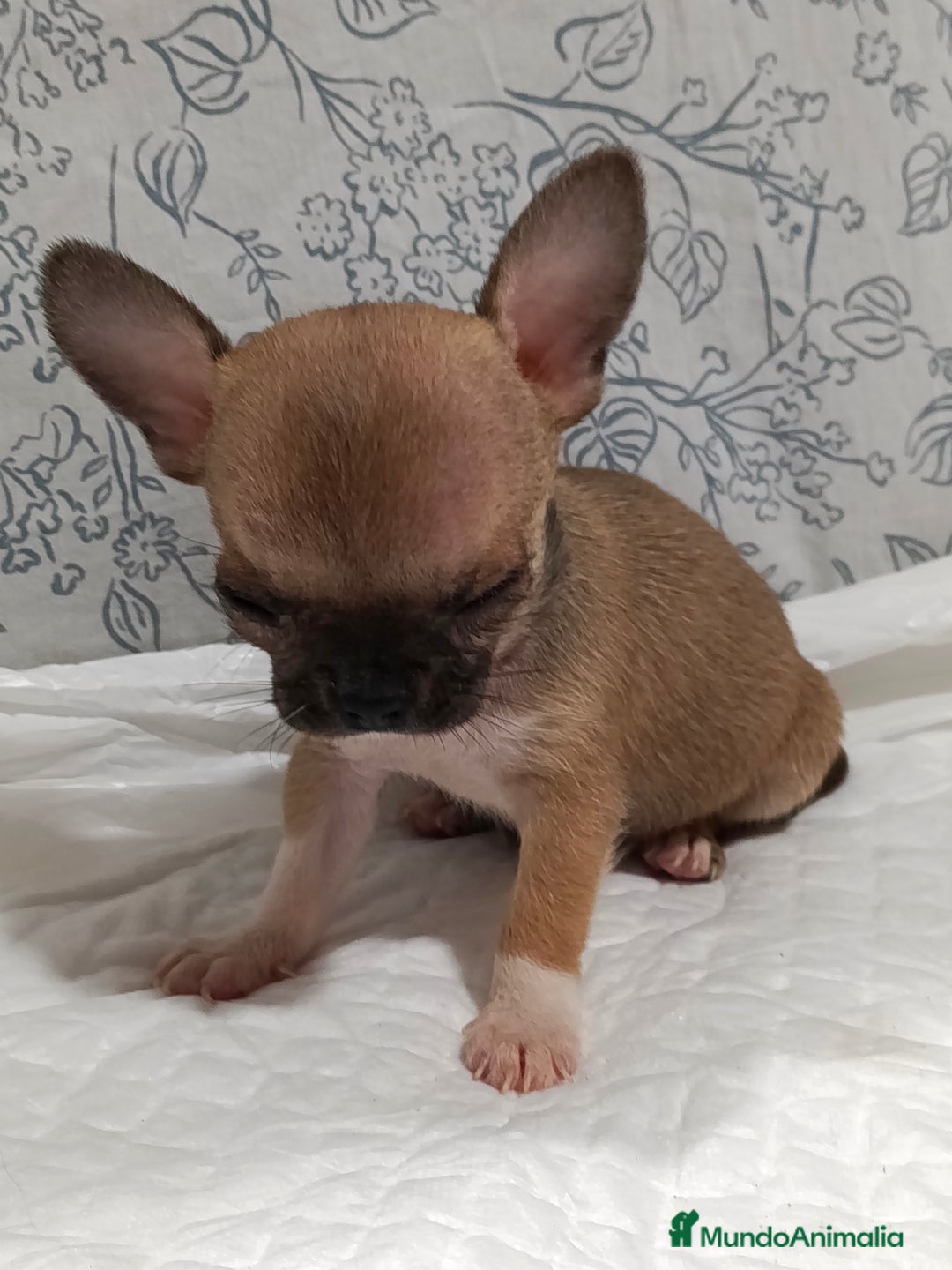 Chihuahua perros en venta: Chihuahua micro Toy hembra  - Imagen 3