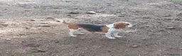 Beagle perros en venta: Beagles bicolor. Precio real - Anuncio 2