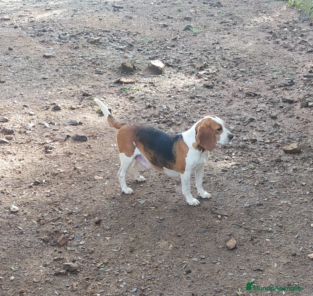 Beagle perros en venta: Beagles bicolor. Precio real - Anuncio 2