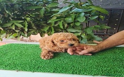 Caniche Toy perros en venta: Caniches toy - Imagen 12