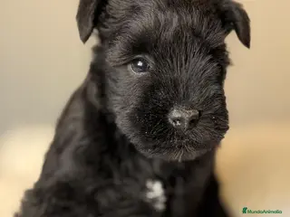 Schnauzer Miniatura perros SCHNAUZER MINIATURA NEGRO - Anuncio 1