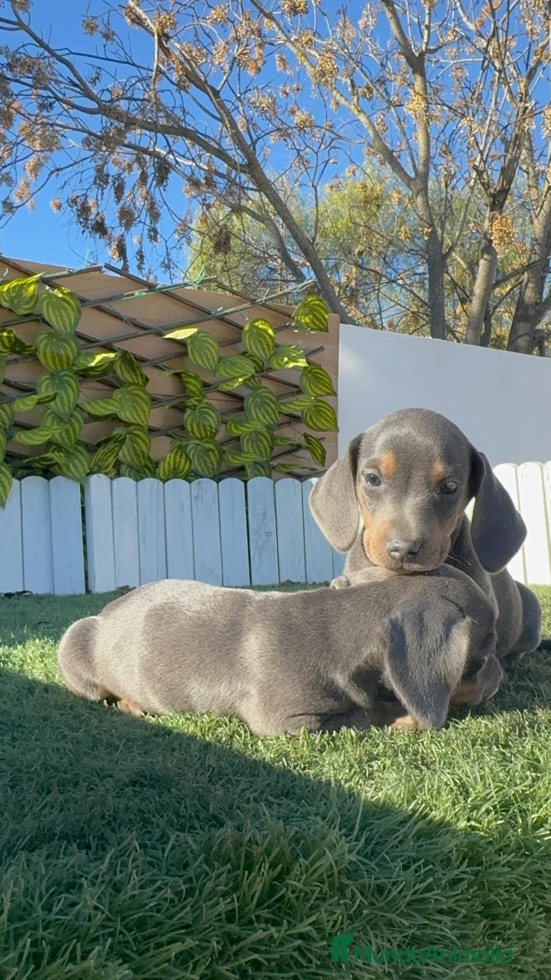 Teckel Miniatura perros en venta: TECKEL MINIATURA BLUE AND TAN - Anuncio 11