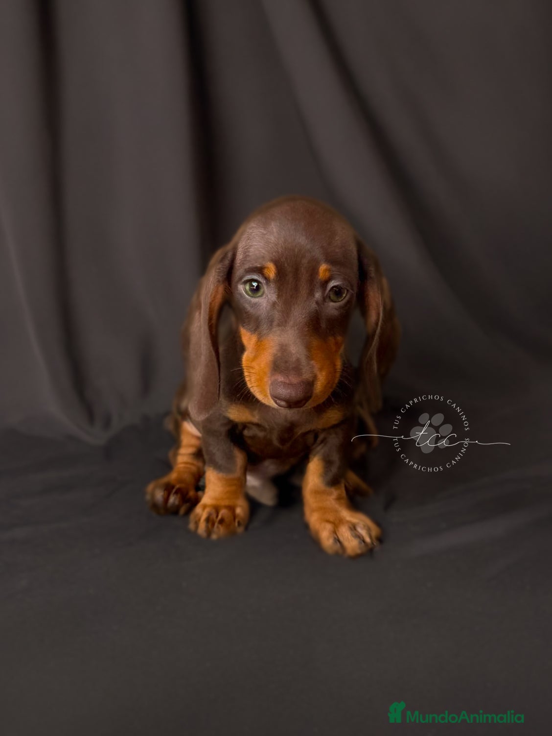 Teckel perros Macho chocolate y fuego // financiable - Anuncio 3