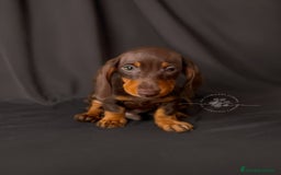 Teckel perros en venta: Macho chocolate y fuego // financiable - Imagen 1
