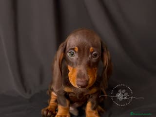 Teckel perros Macho chocolate y fuego // financiable - Anuncio 5