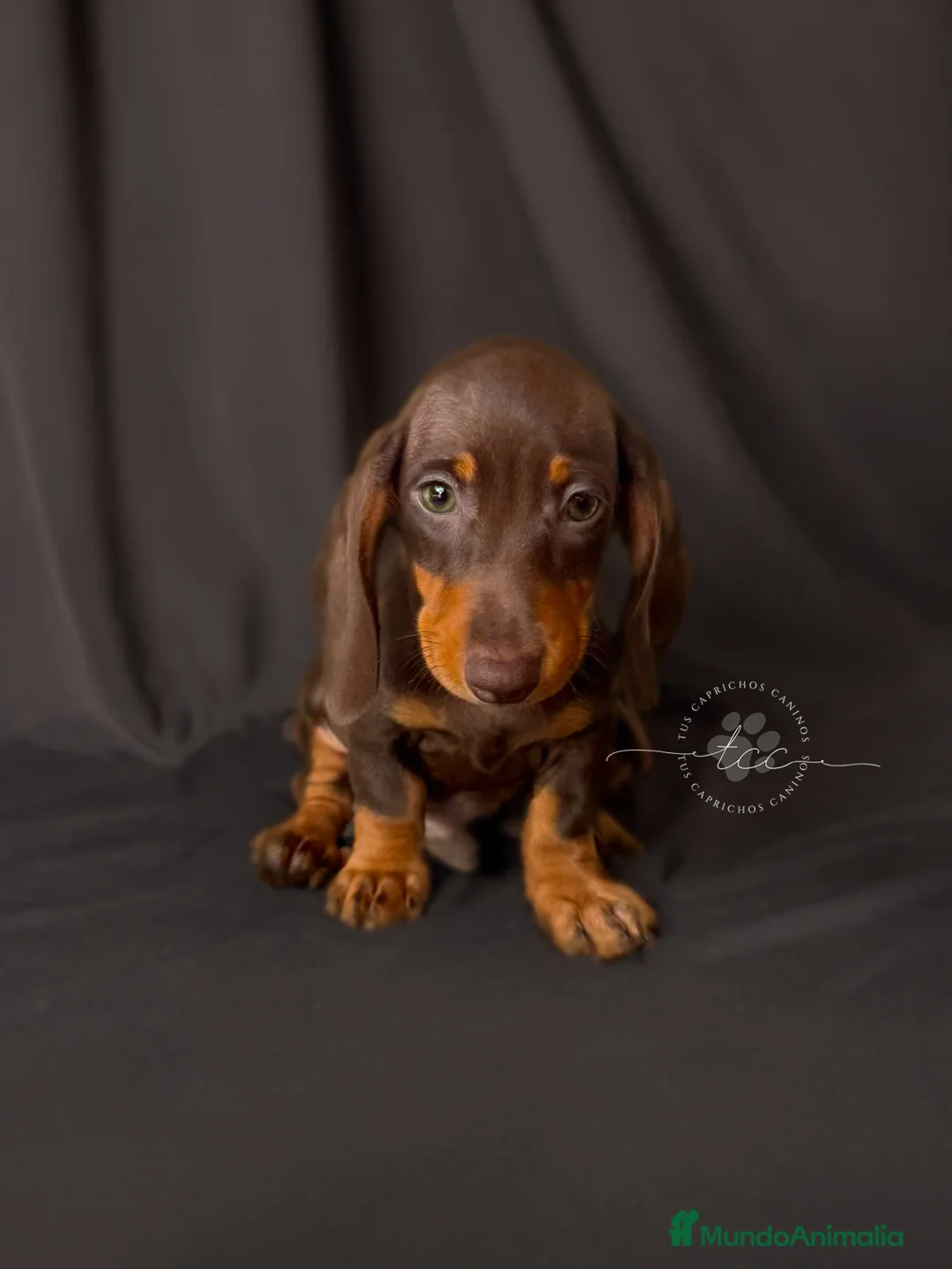 Teckel perros en venta: Macho chocolate y fuego // financiable - Anuncio 1