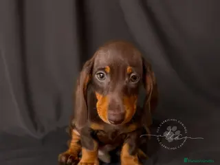 Teckel perros Macho chocolate y fuego // financiable - Anuncio 15