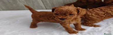 Caniche Toy 2