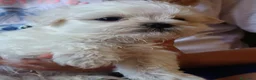 Bichón Maltés perros en venta: Maltés Toy - Anuncio 13