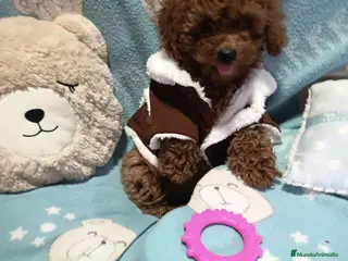 Caniche Toy perros ‼️‼️CANICHE TOY ROJOS 50% ASIÁTICOS - Anuncio 3