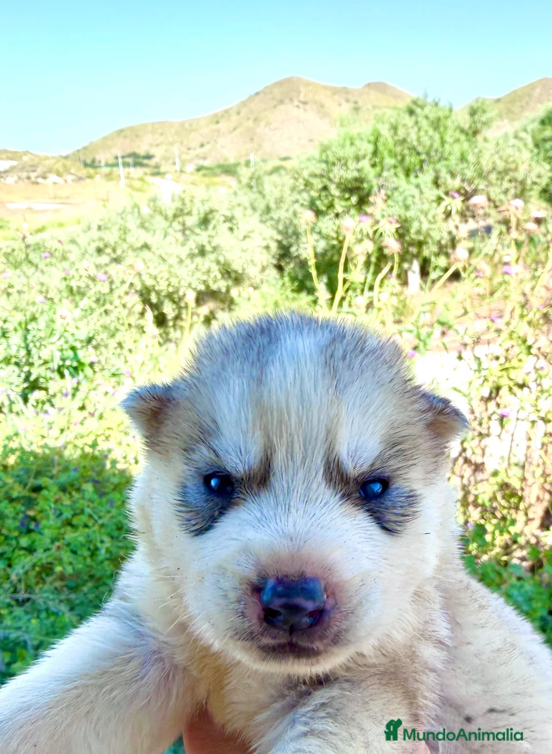 Husky Siberiano perros en venta: Husky siberiano  - Anuncio 1