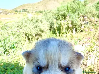 Husky Siberiano perros Husky siberiano - Anuncio 2