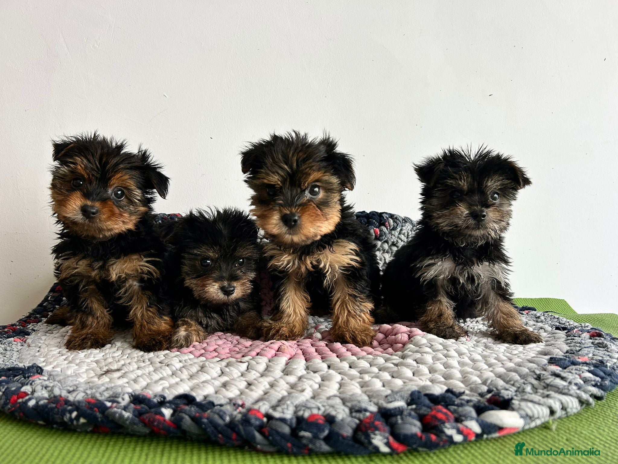 Yorkshire Terrier perros Yorkshire miniatura  - Anuncio 1