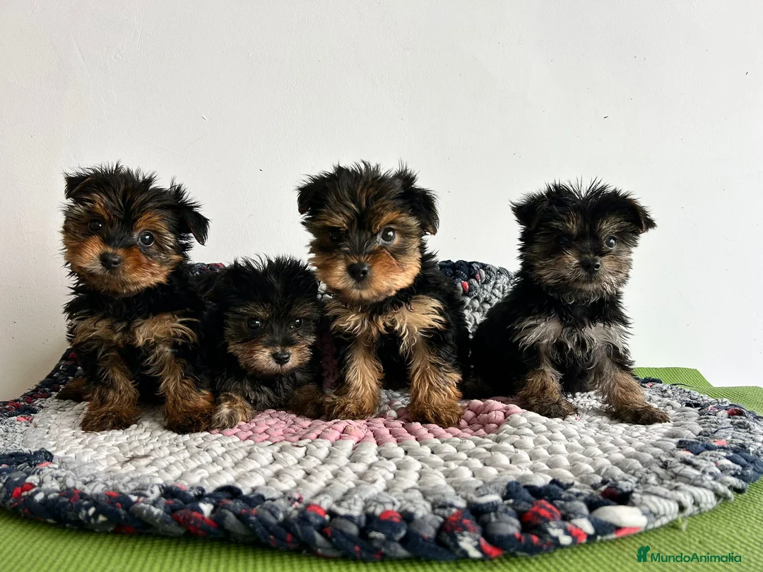 Yorkshire Terrier perros en venta: Yorkshire miniatura  - Anuncio 1