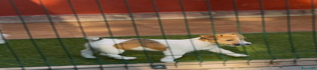 Jack Russell Terrier Cachorro 1