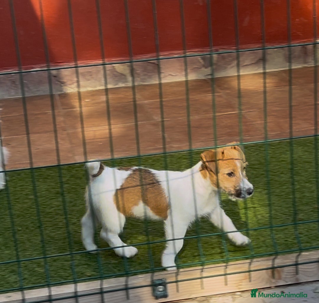Jack Russell Terrier perros en venta: Jack Russell Terriers CARABY Benidorm  - Imagen 4