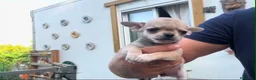 Chihuahua perros en venta: Preciosos chihuahuas toy cabeza manzana - Anuncio 5