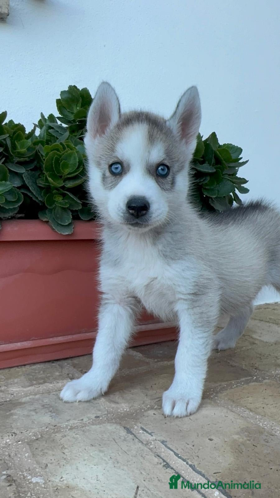 Husky Siberiano perros en venta: HUSKY SIBERIANO - Anuncio 2