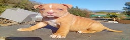 American Bully perros en venta: American bully - Anuncio 4