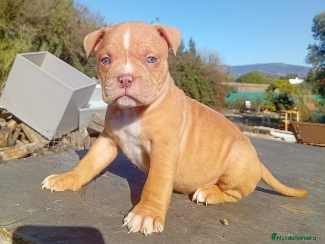 American Bully perros en venta: American bully - Anuncio 4