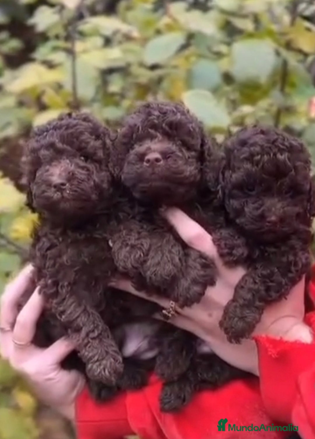 Caniche Toy perros en venta: Caniche toy chocolate  - Anuncio 1