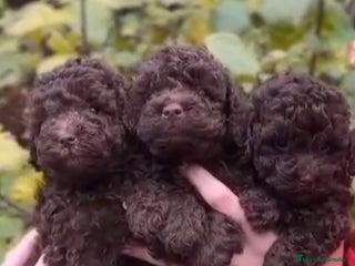 Caniche Toy perros Caniche toy chocolate - Anuncio 4