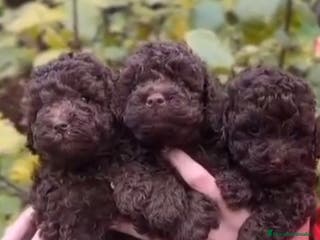 Caniche Toy perros Caniche toy chocolate macho - Anuncio 22