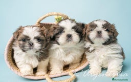 Shih Tzu perros en venta: camada de shih tzu - Imagen 14