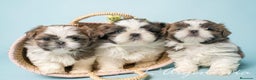 Shih Tzu perros en venta: camada de shih tzu - Anuncio 14