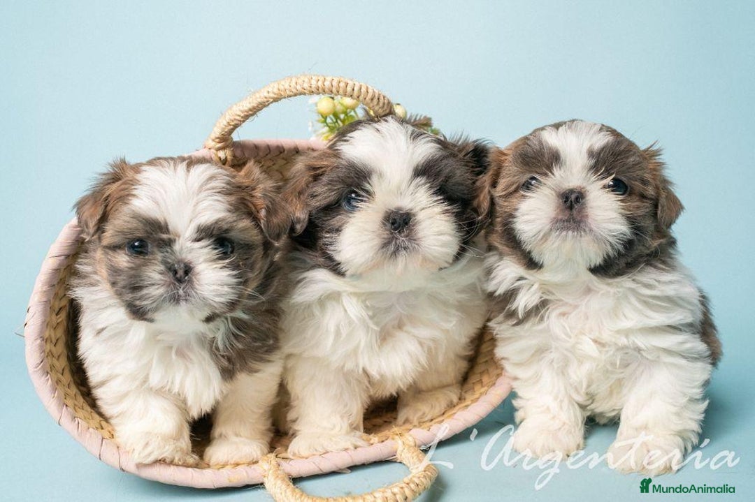 Shih Tzu perros en venta: camada de shih tzu - Imagen 14