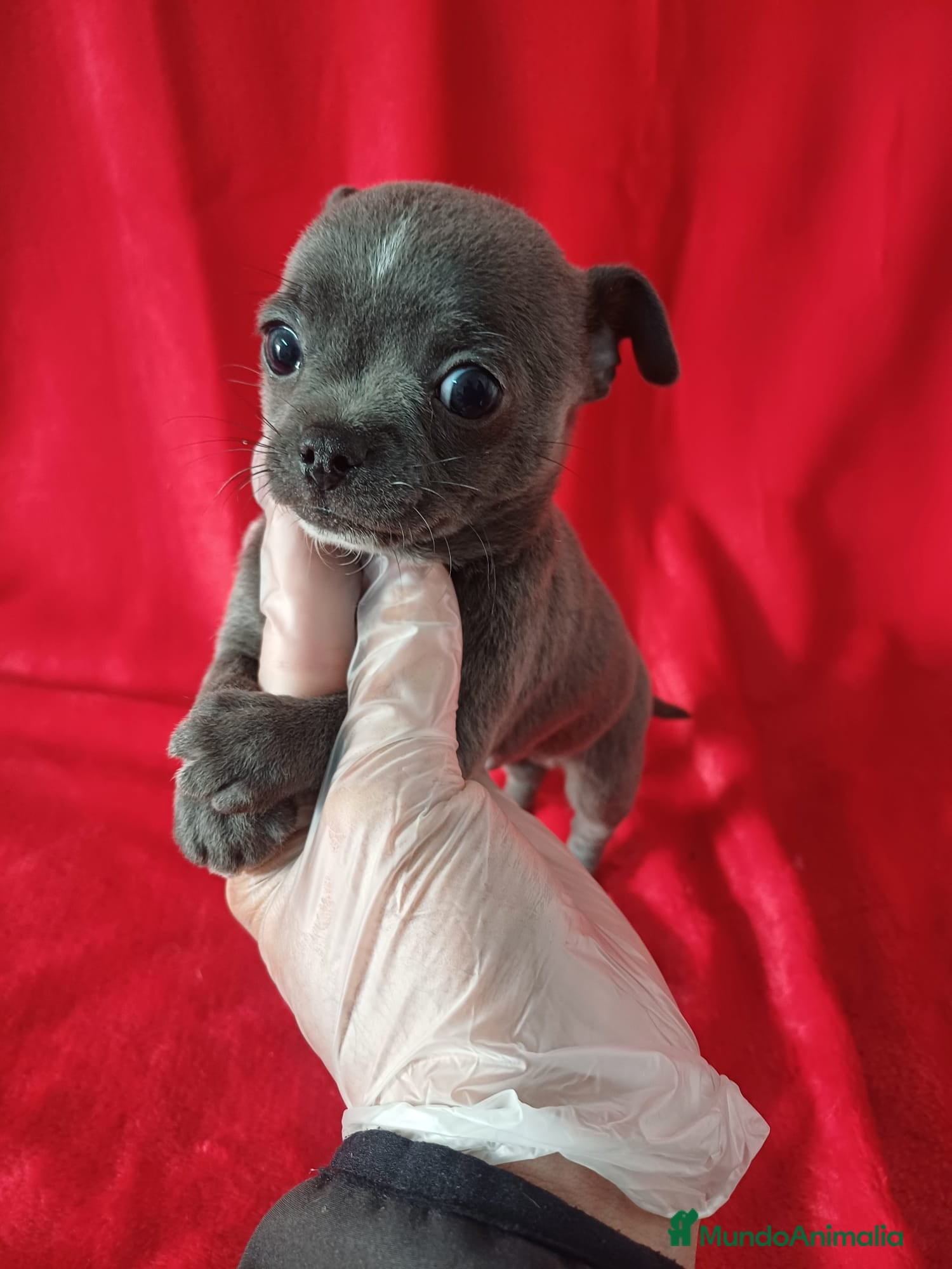 Chihuahua perros Chihuahua Mini  - Anuncio 1