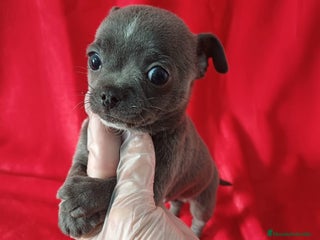 Chihuahua perros Chihuahua Mini - Anuncio 11