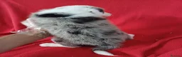 Border Collie perros en venta: Border Collie Merle  - Anuncio 4