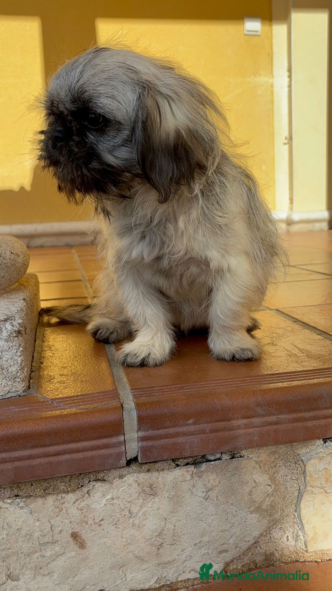 Pekinés perros en venta: Cachorro de pekinés imperial hembra  - Anuncio 3