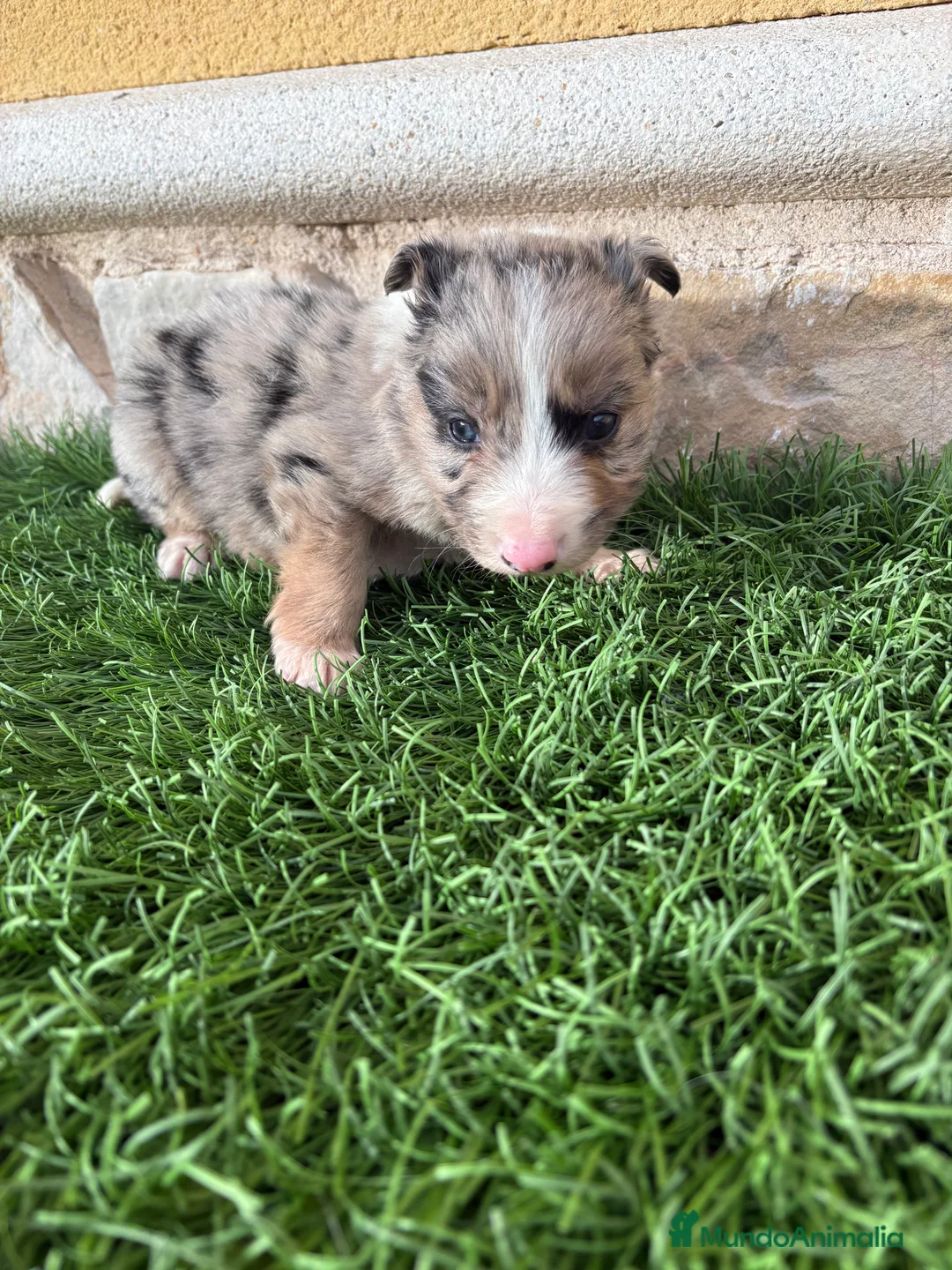 Border Collie perros en venta: Cachorro Border collie Merle macho  - Anuncio 14