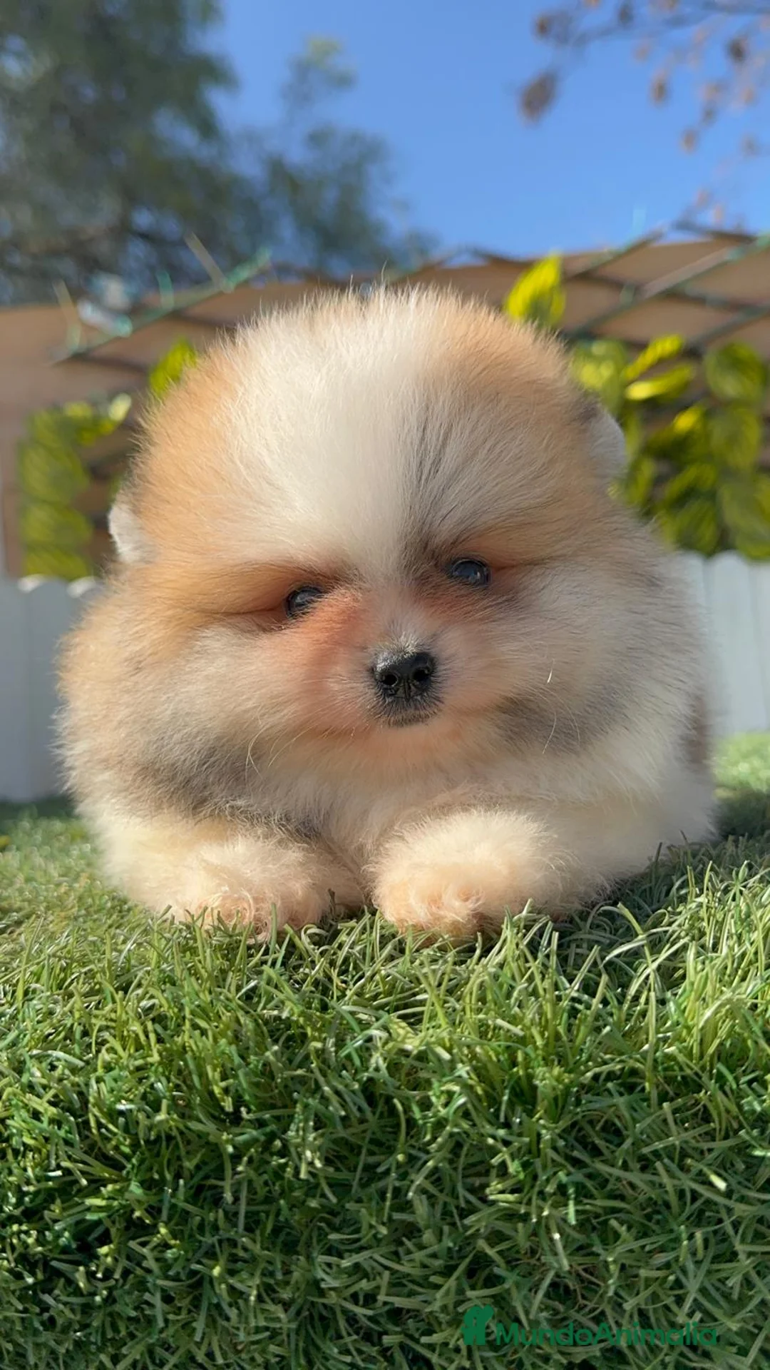 Pomerania perros en venta: POMERANIA - Anuncio 17