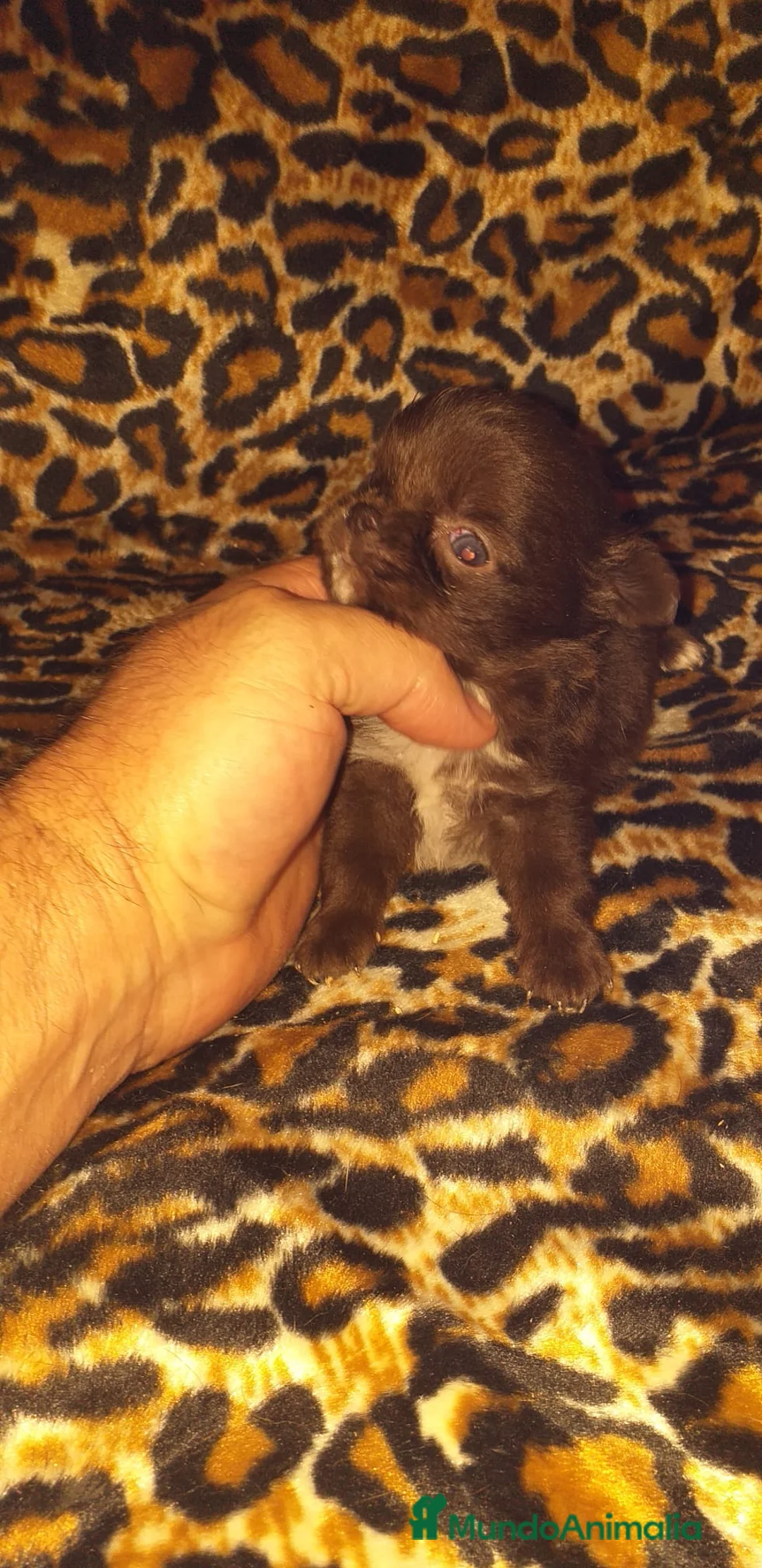 Chihuahua perros en venta: Chihuahuas de pelo largo  en Ciudad Real - Anuncio 7