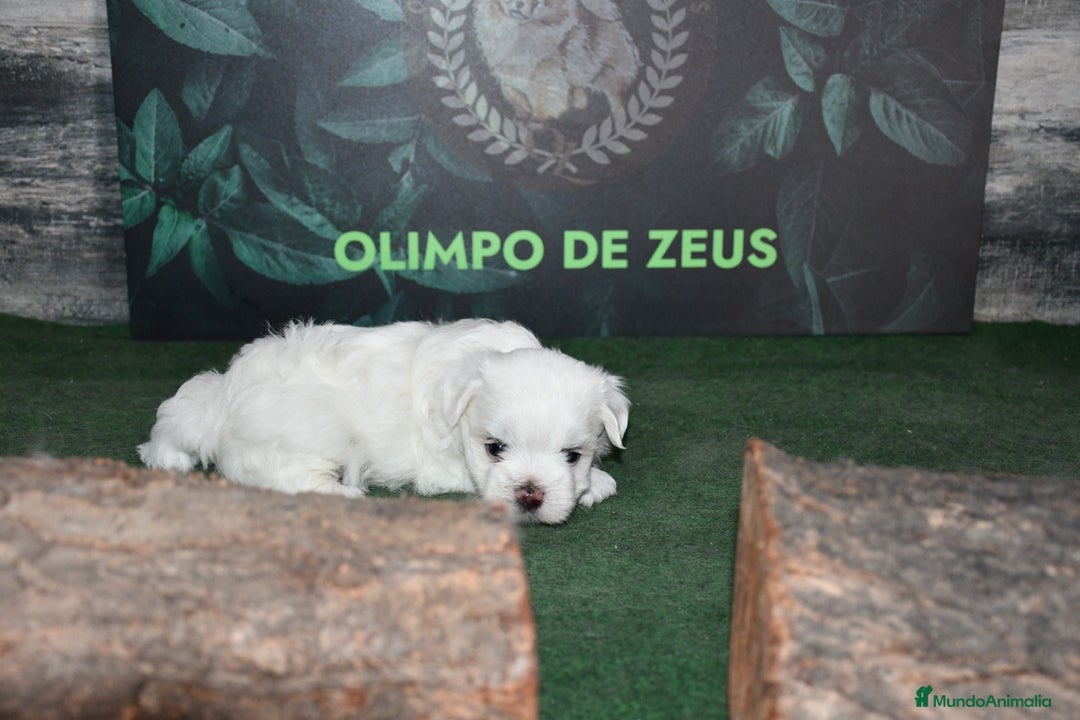 Bichón Maltés perros en venta: Bichon maltés  - Imagen 7