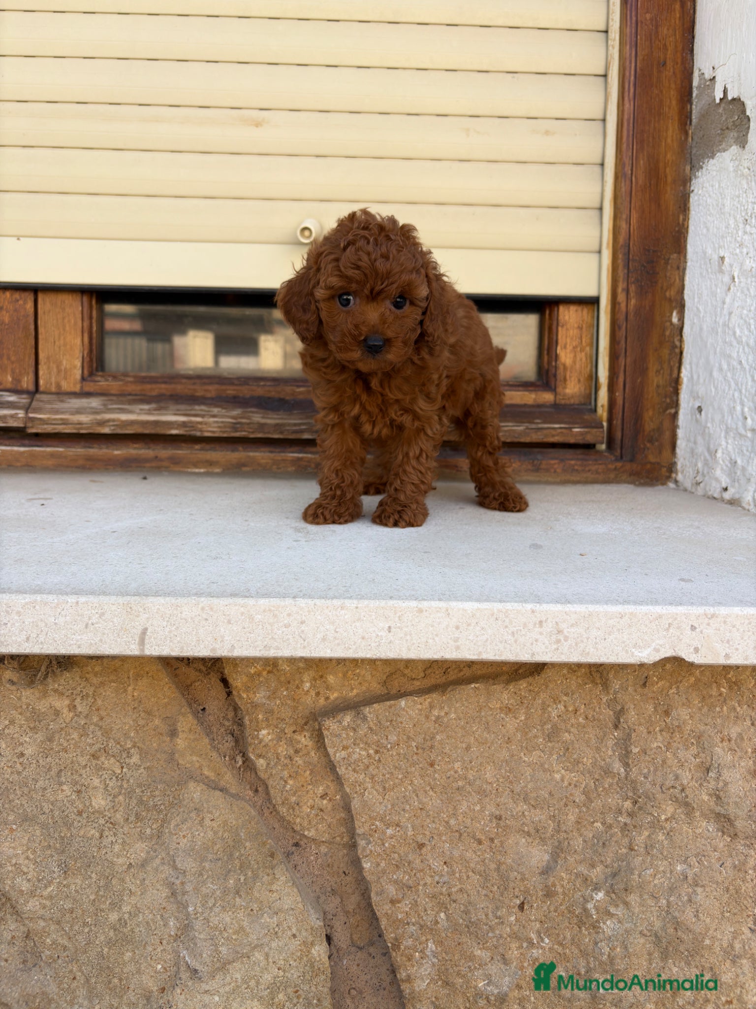 Caniche Toy perros Caniche Toy  - Anuncio 2