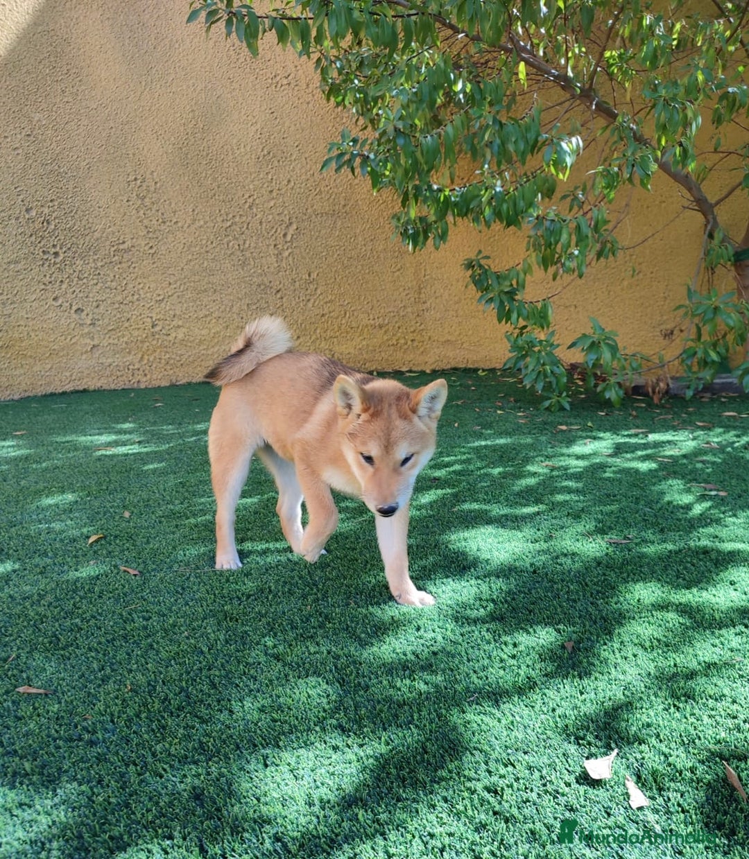 Shiba Inu perros en venta: SHIBA INU - Anuncio 7